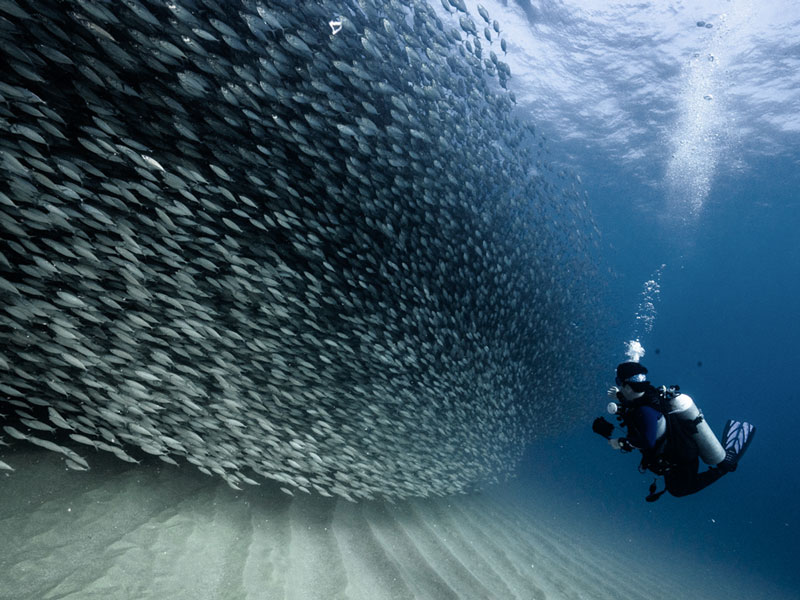 marine life los cabos