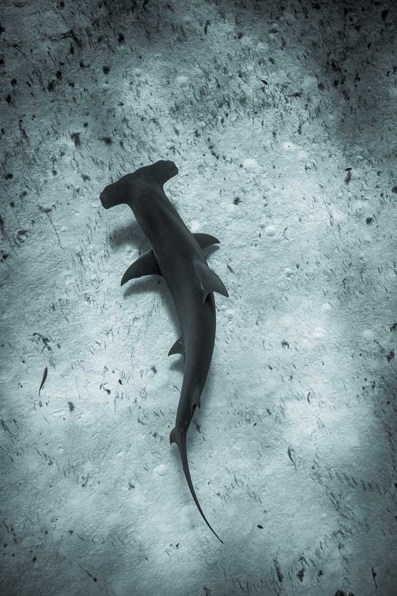 Hammerhead-shark scuba dive sites cabo san lucas los cabos