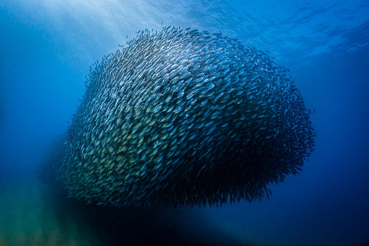 marine life los cabos