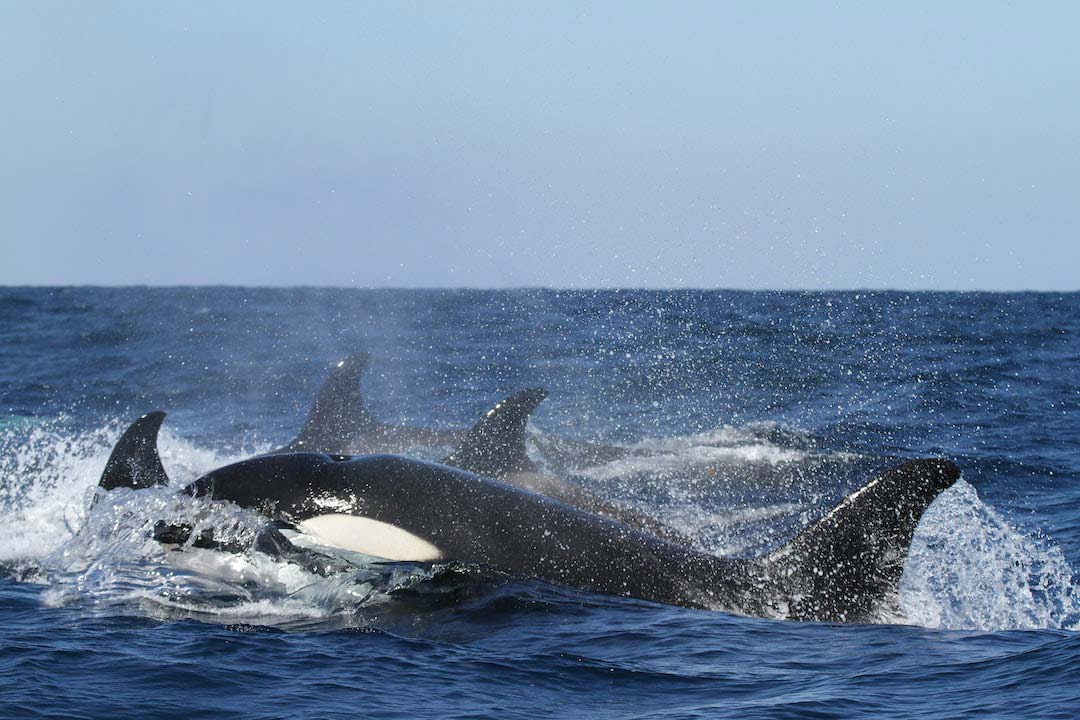 Orcas-at-the-surface whale watching cabo san lucas