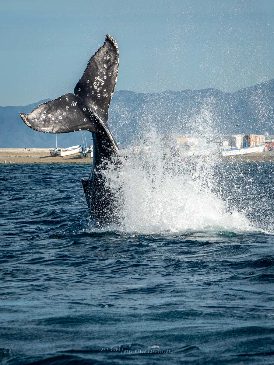 marine life los cabos