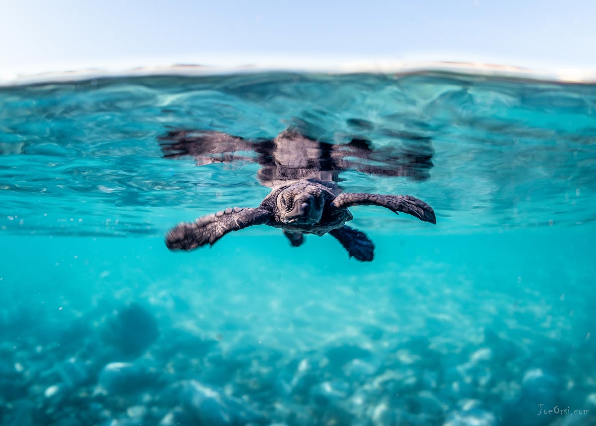 baby-sea-turtle