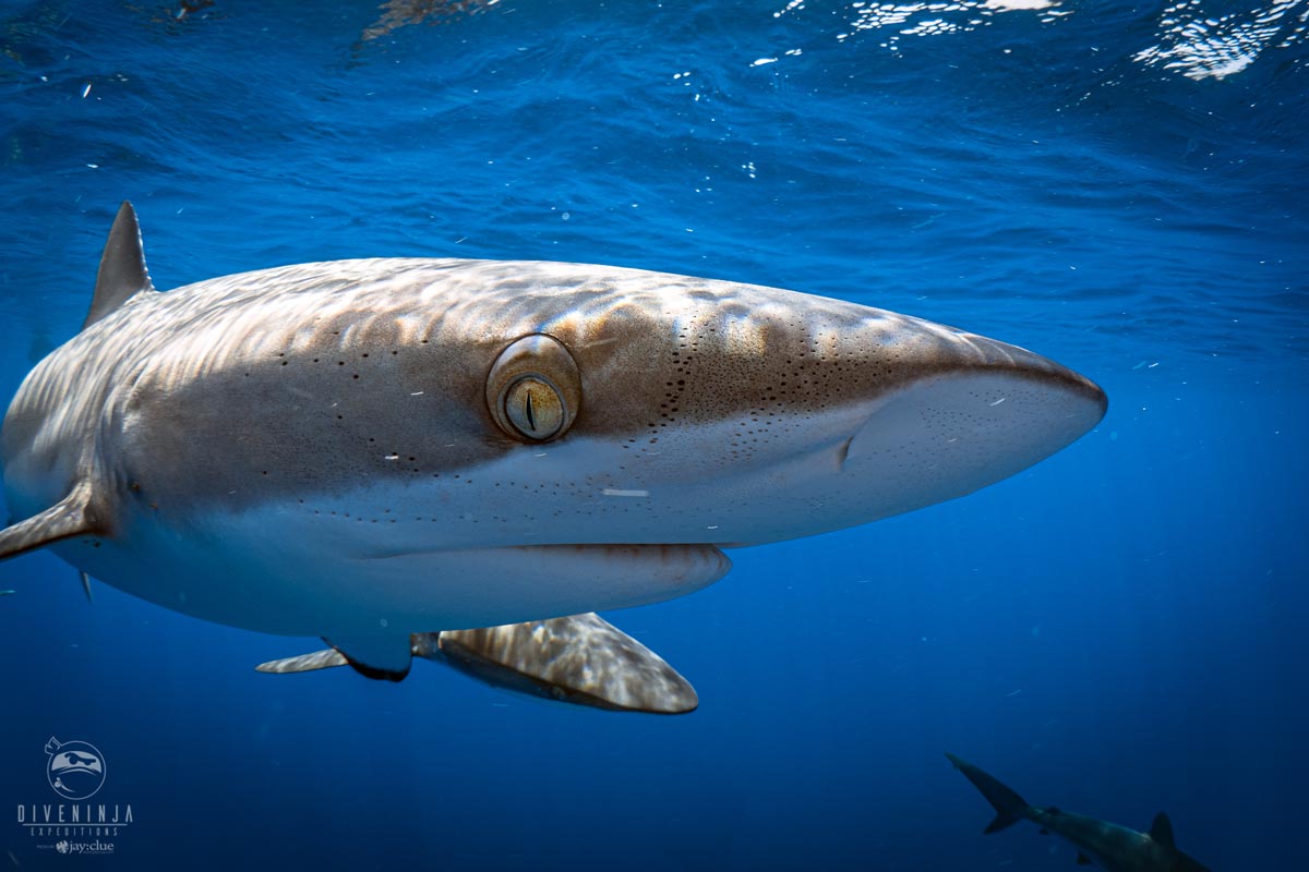 marine life los cabos
